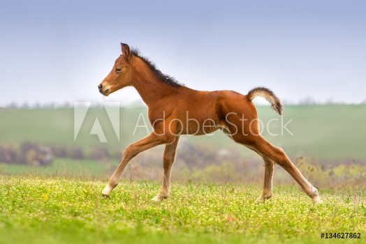 Picture of Beautiful bay foal run gallop on spring green pasture